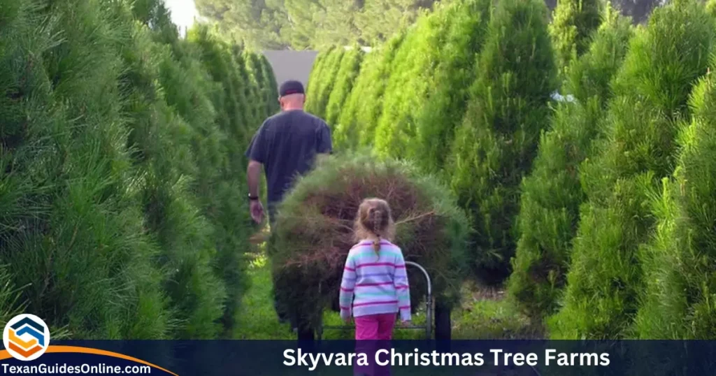 Skyvara Christmas Tree Farms