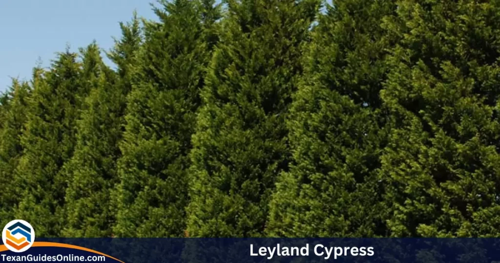 Leyland Cypress