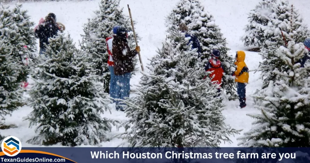 Which Houston Christmas tree farm are you going to visit