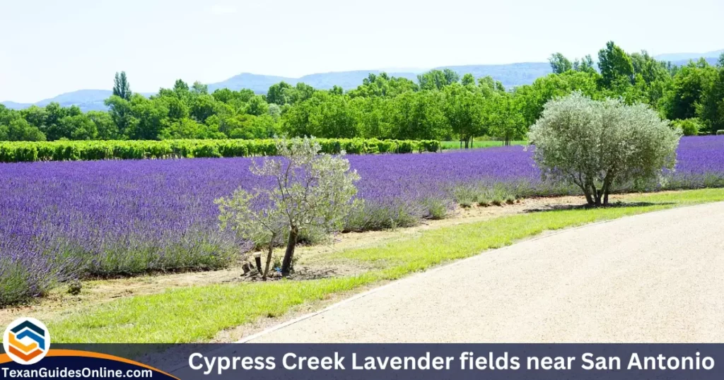 Cypress Creek Lavender fields near San Antonio