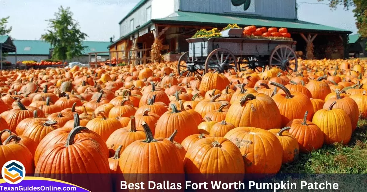 Best Dallas Fort Worth Pumpkin Patches