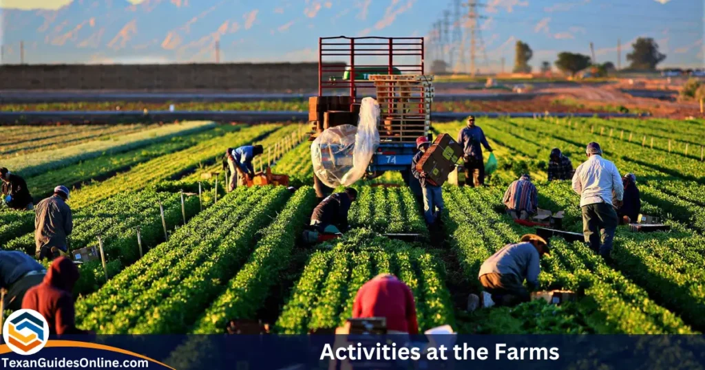 Activities at the Farms