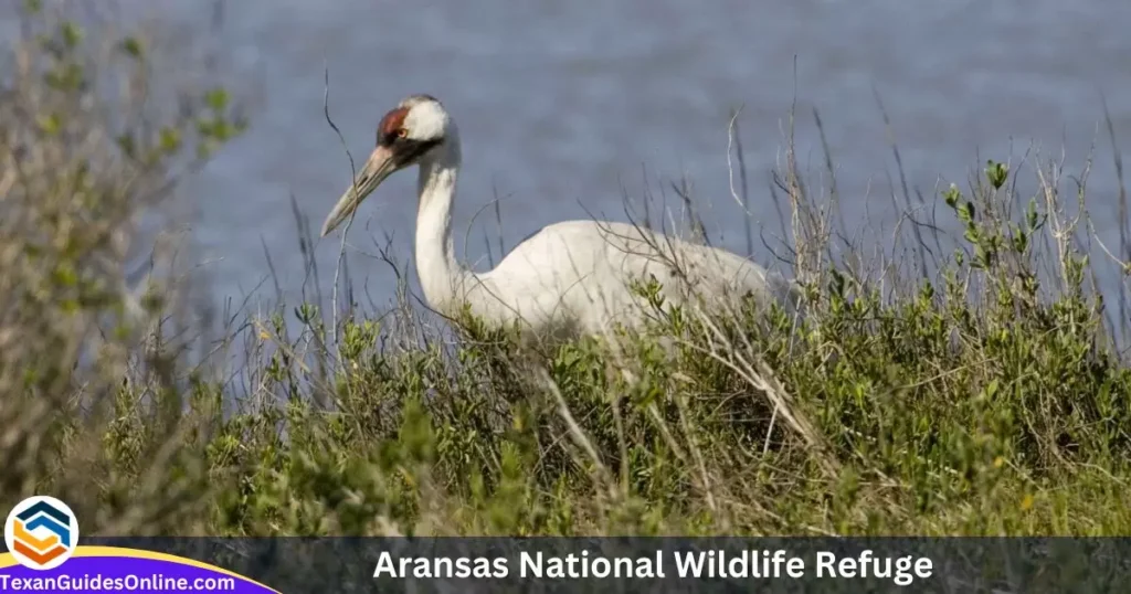 Aransas National Wildlife Refuge