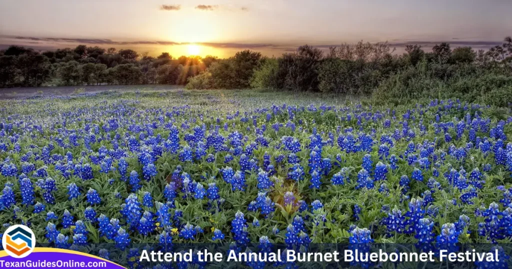 Attend the Annual Burnet Bluebonnet Festival