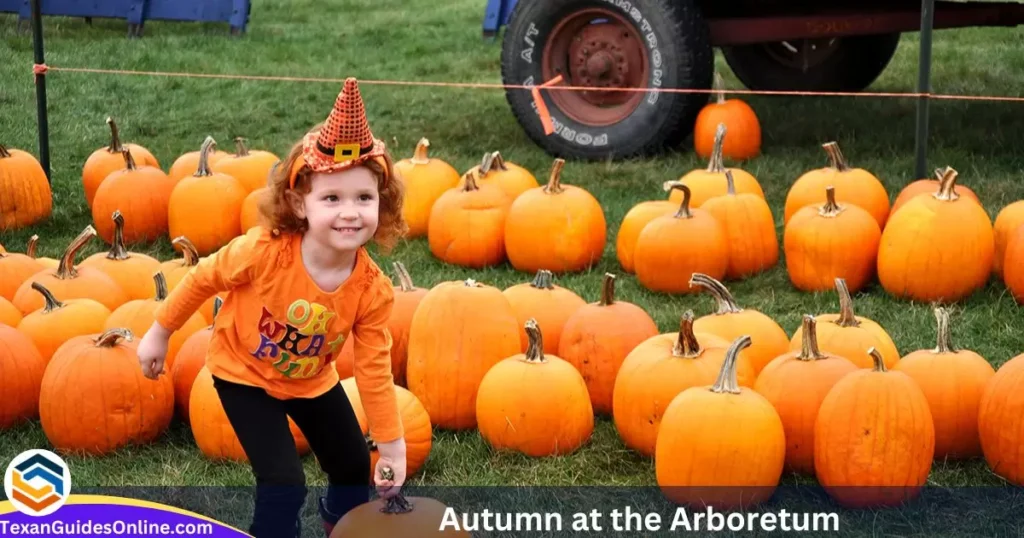 Autumn at the Arboretum