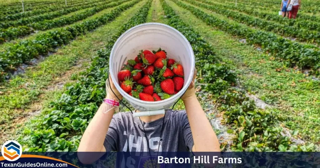 Barton Hill Farms