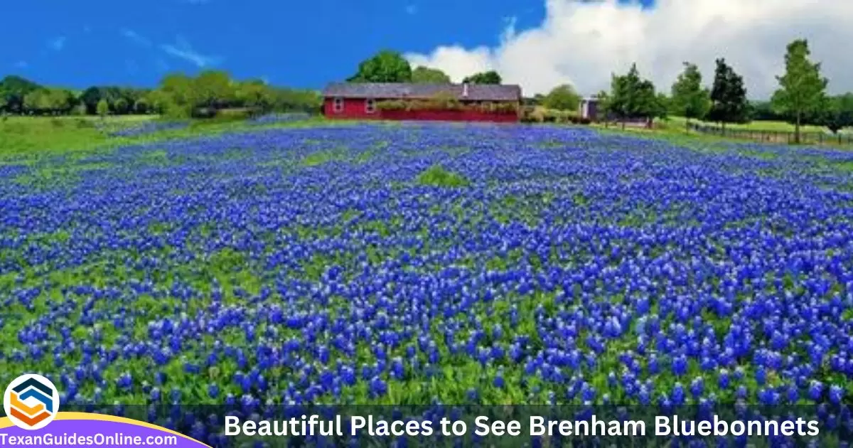 Beautiful Places to See Brenham Bluebonnets