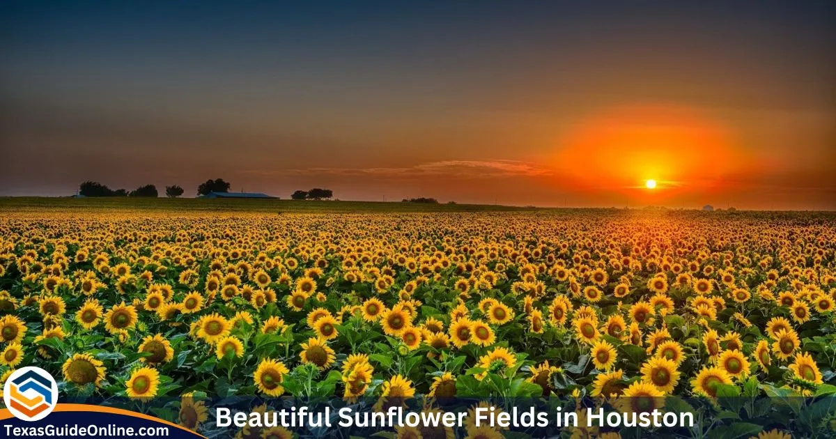 Beautiful Sunflower Fields in Houston