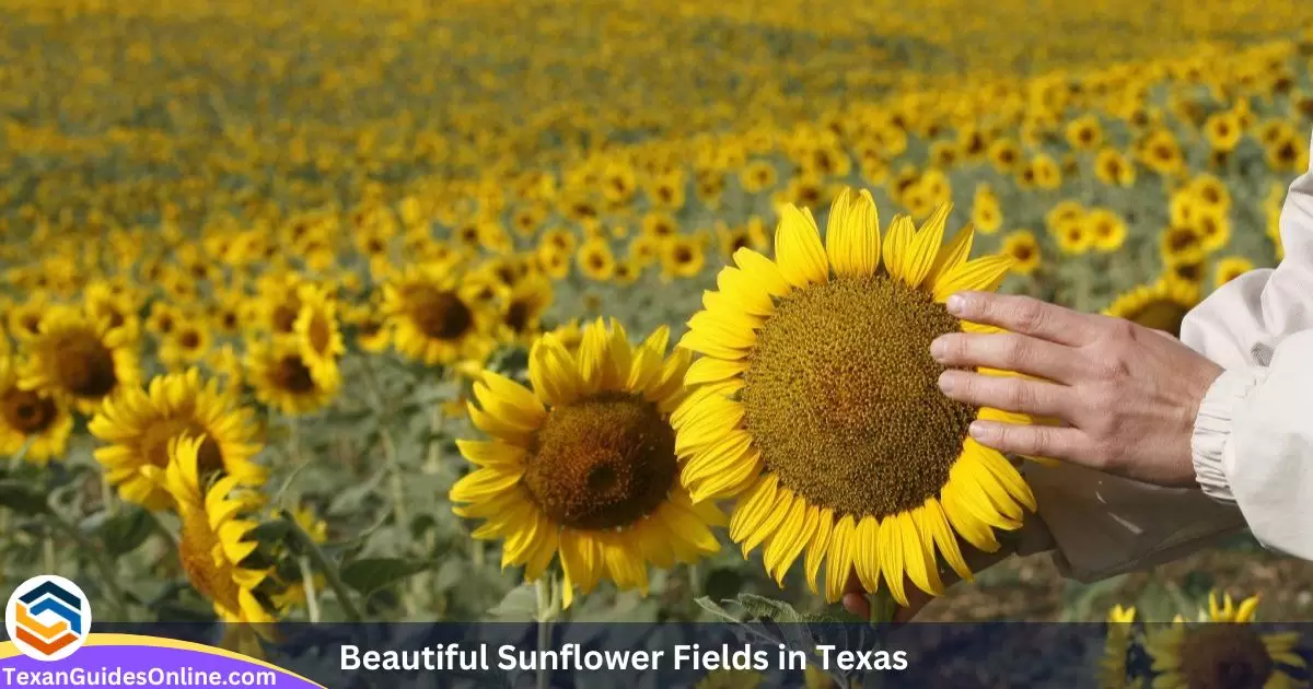 20 Beautiful Sunflower Fields in Texas in 2024