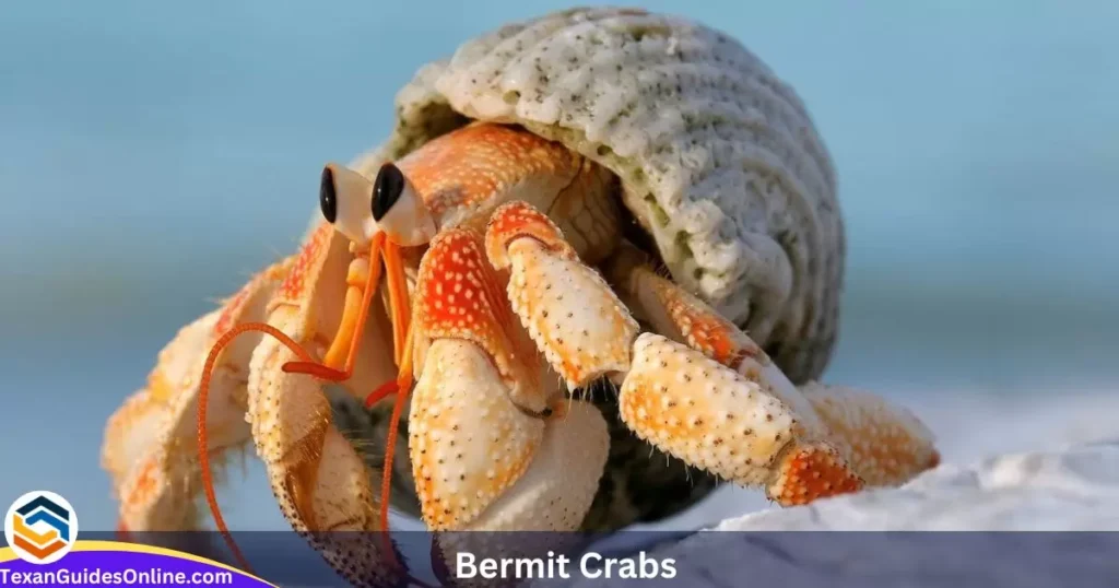 hermit crabs 