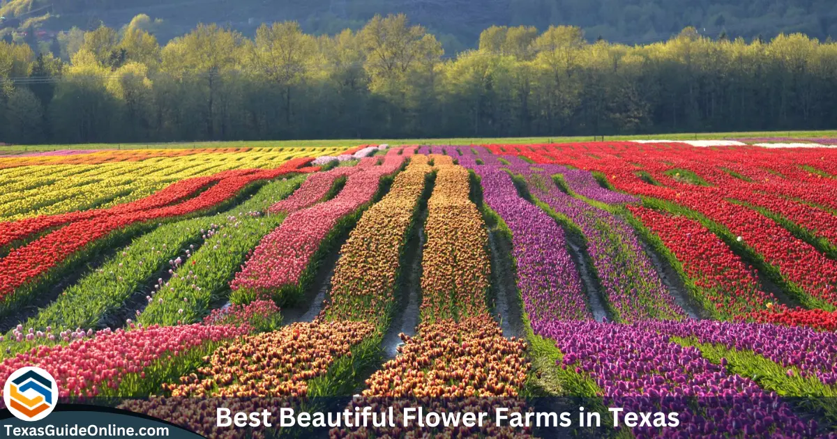 Top 12 Best Beautiful Flower Farms in Texas for Flower