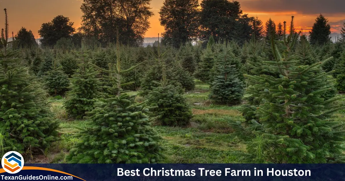 Best Christmas Tree Farm in Houston