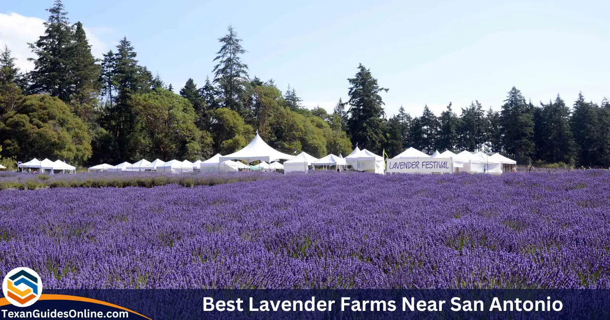 Best Lavender Farms Near San Antonio