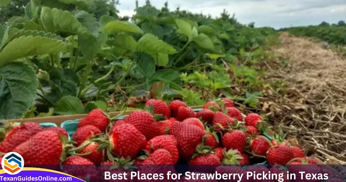 Best Places for Strawberry Picking in Texas