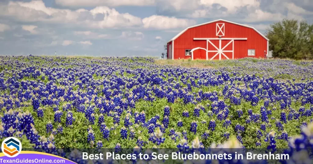 Best Places to See Bluebonnets in Brenham