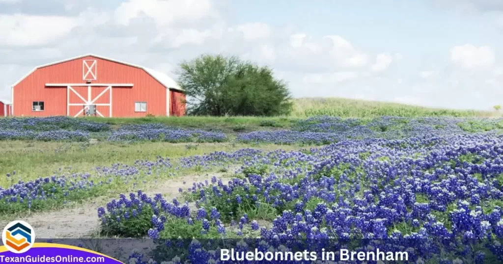 Bluebonnets in Brenham