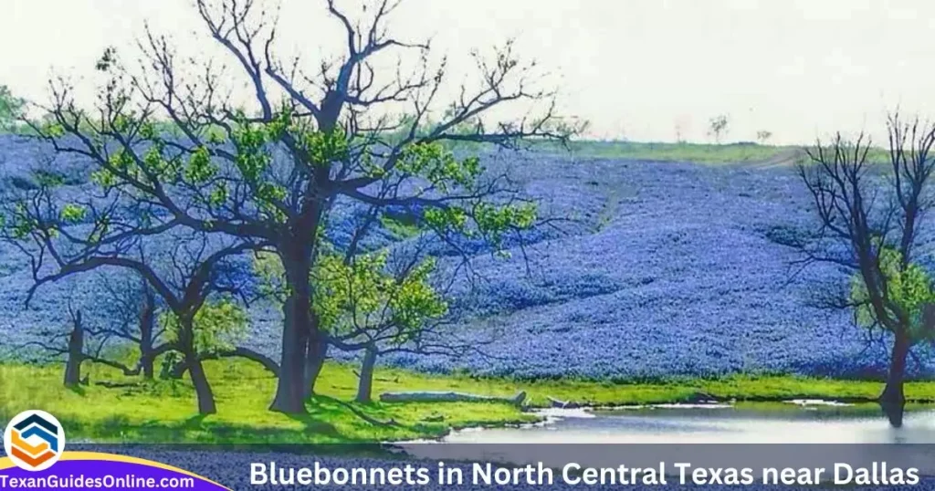 Bluebonnets in North Central Texas near Dallas