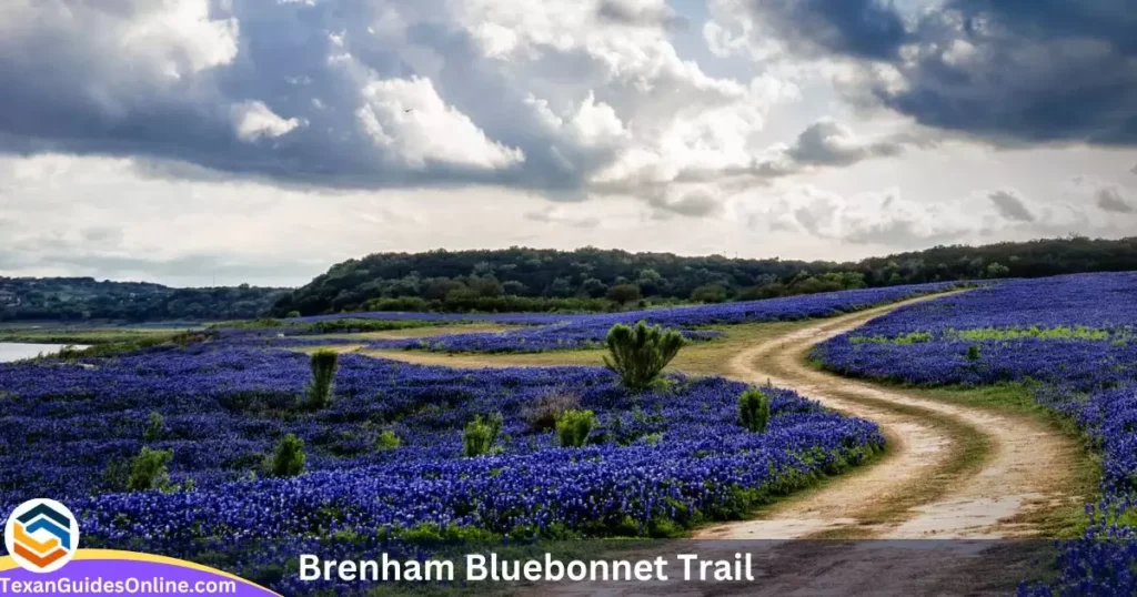 Brenham Bluebonnet Trail