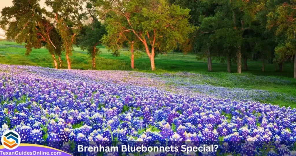 Brenham Bluebonnets Special?