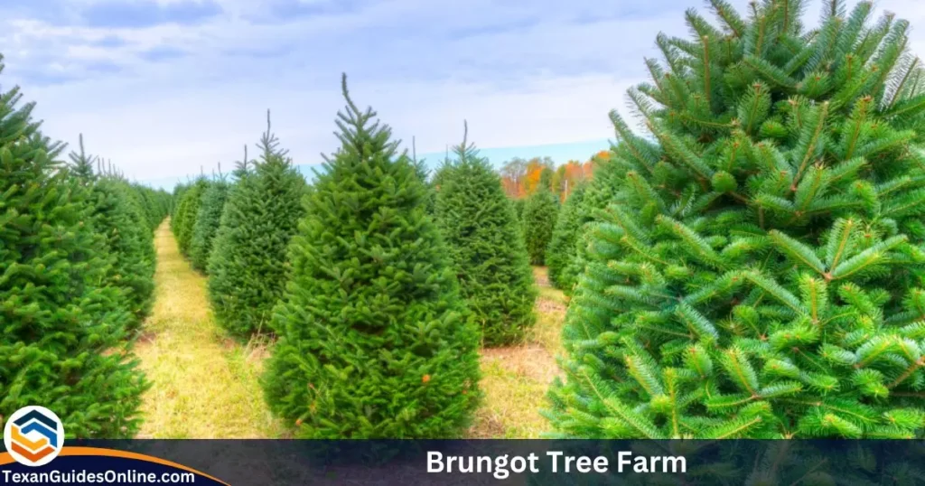 Brungot Tree Farm