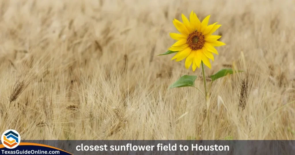 closest sunflower field to Houston