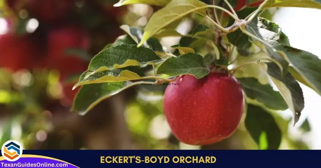 Eckert's-Boyd Orchard