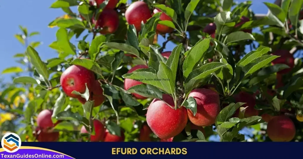 Efurd Orchards