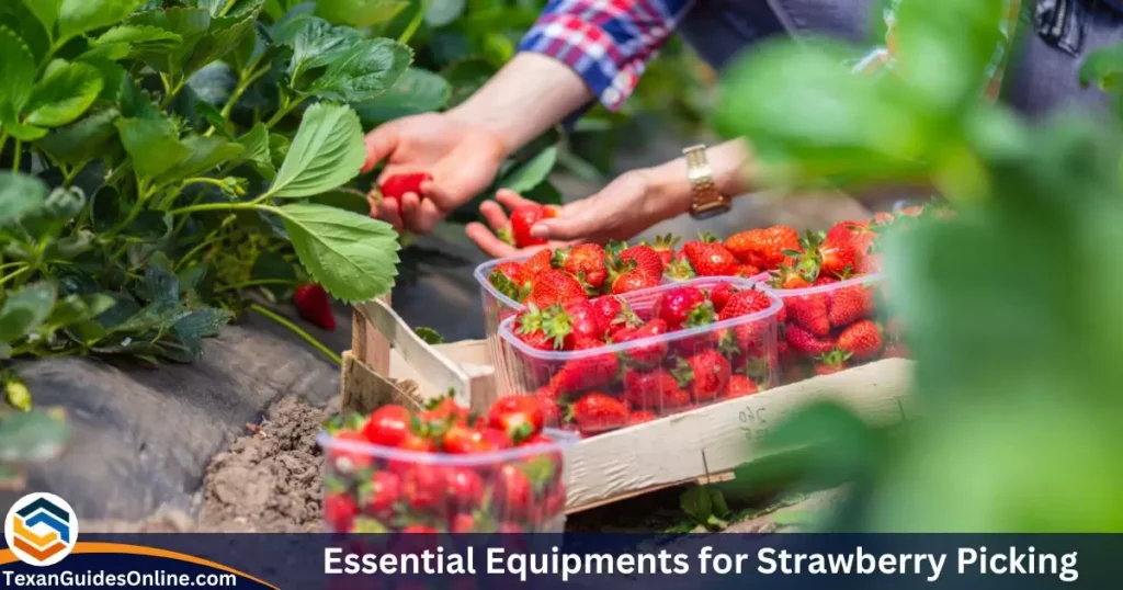 Essential Equipments for Strawberry Picking