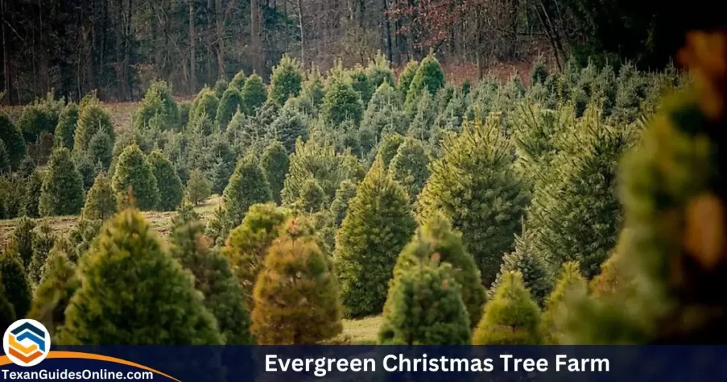 Evergreen Christmas Tree Farm