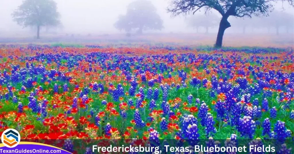 Fredericksburg, Texas, Bluebonnet Fields