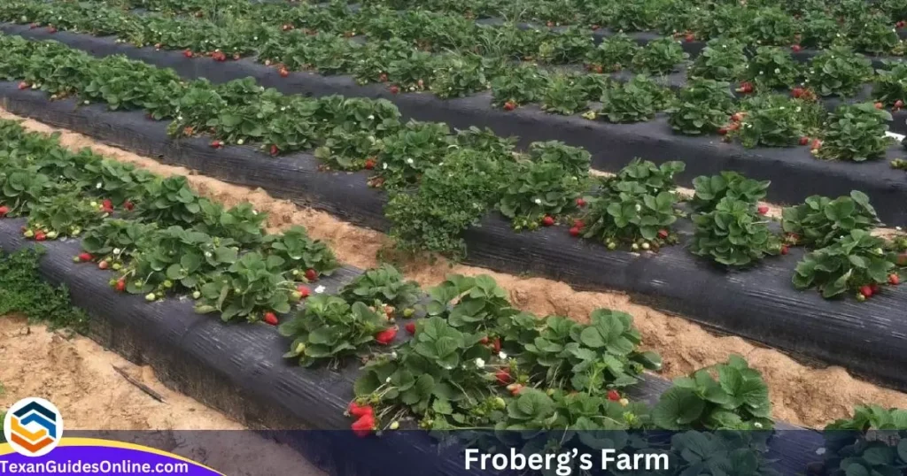 Froberg’s Farm