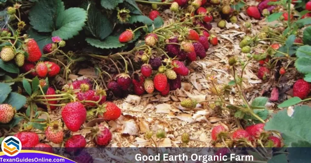 Good Earth Organic Farm