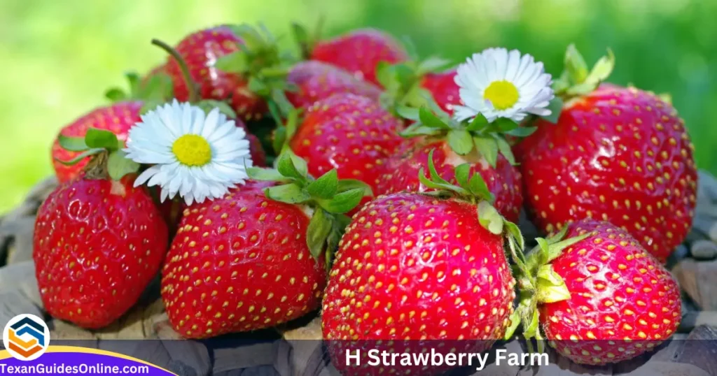 H Strawberry Farm