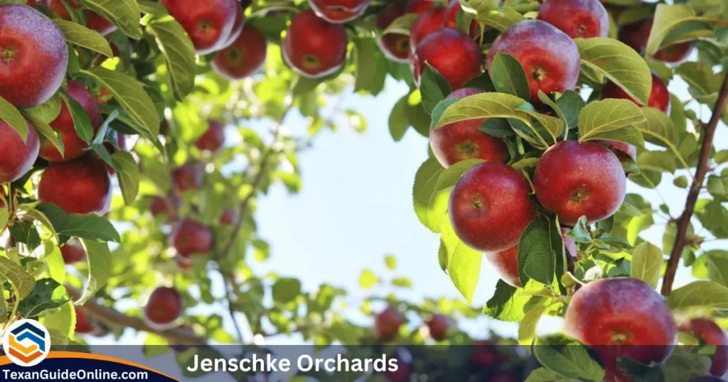 jenschke-orchards