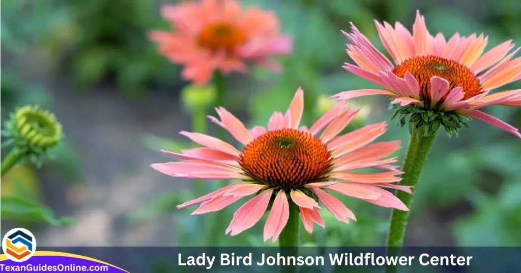 Lady Bird Johnson Wildflower