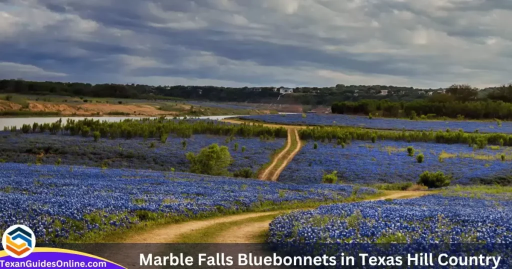 Marble Falls Bluebonnets in Texas Hill Country