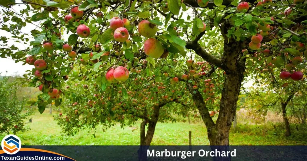 Marburger Orchard