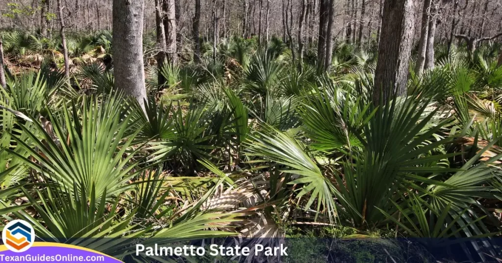  Palmetto State Park