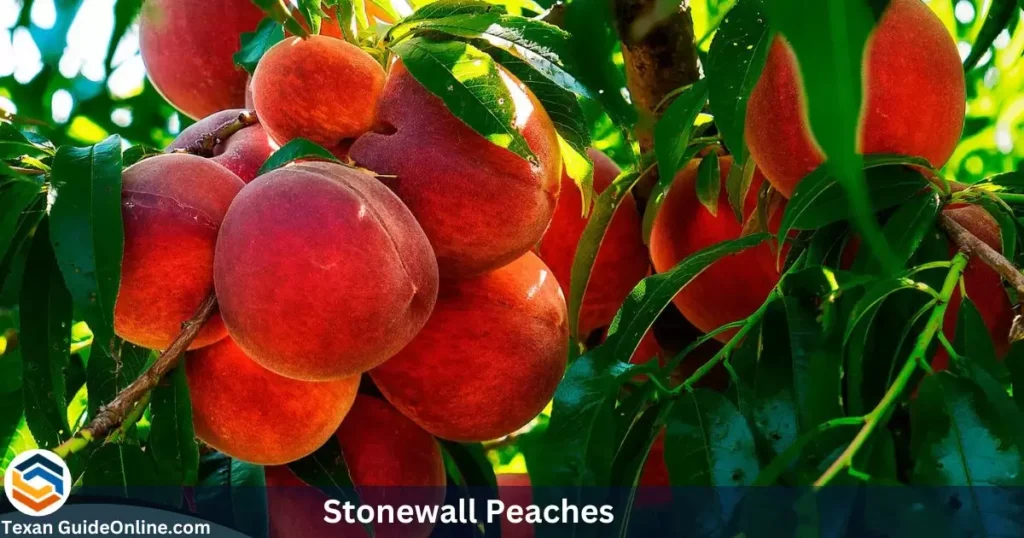 Stonewall Peaches