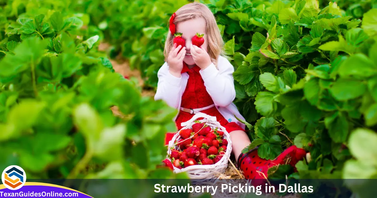 Strawberry Picking in Dallas