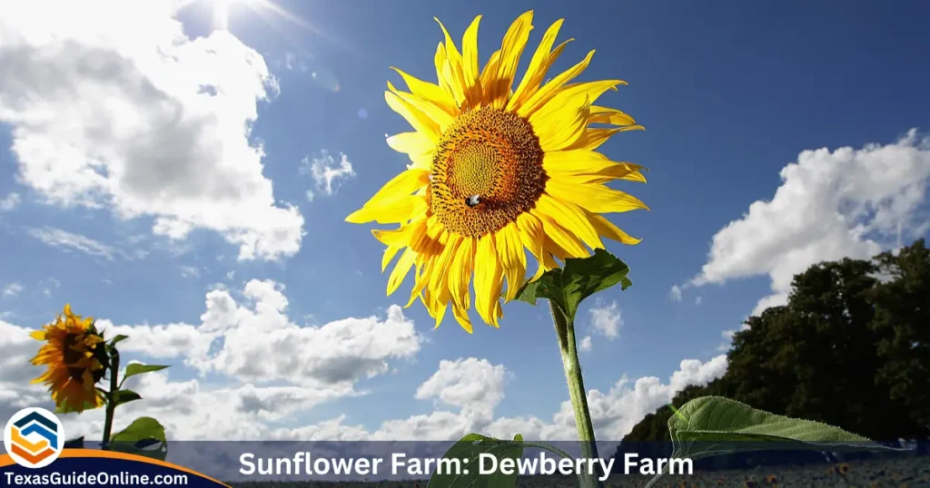 Sunflower Farm: Dewberry Farm