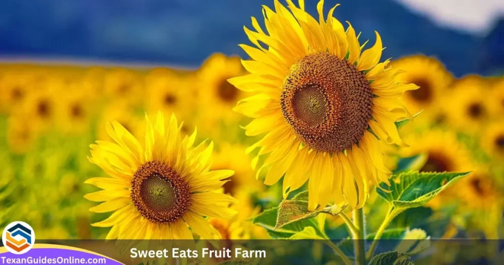 Sweet Eats Fruit Farm