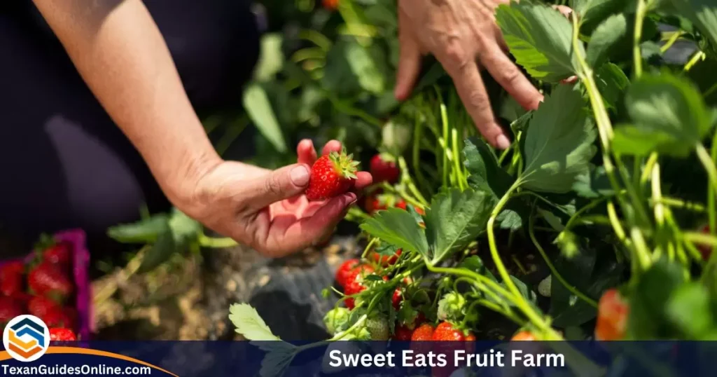 Sweet Eats Fruit Farm