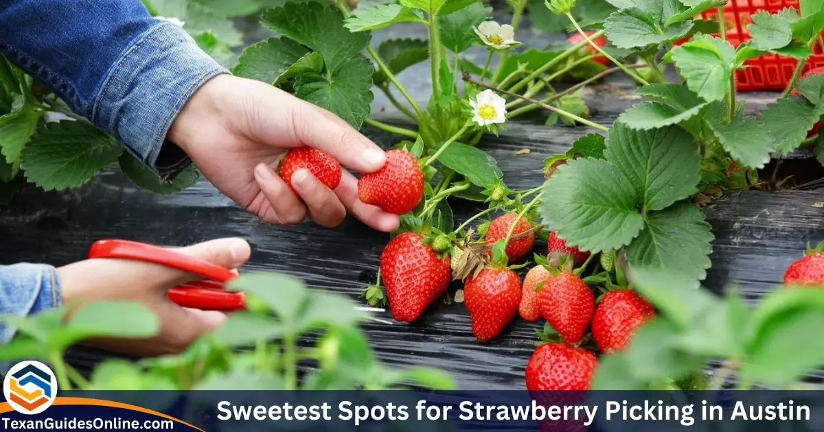 Sweetest Spots for Strawberry Picking in Austin