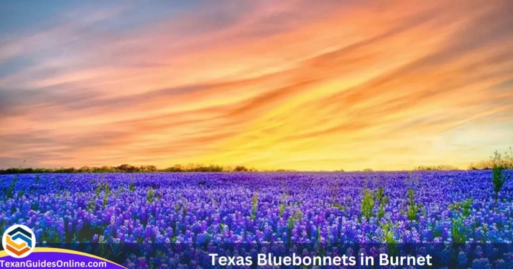 Texas Bluebonnets in Burnet