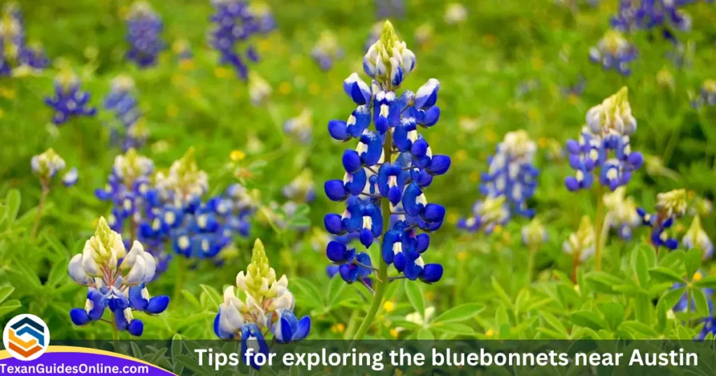 Tips for exploring the bluebonnets near Austin