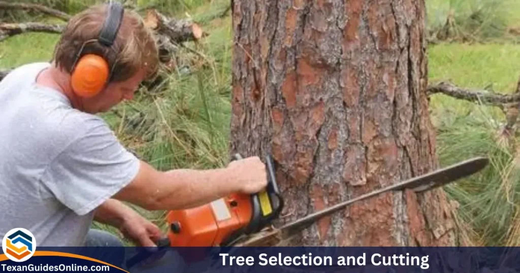 tree-selection-and-cutting