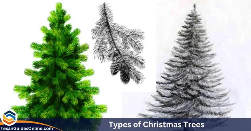 Types of Christmas Trees