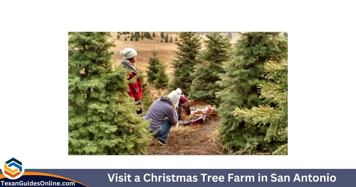 Visit a Christmas Tree Farm in San Antonio