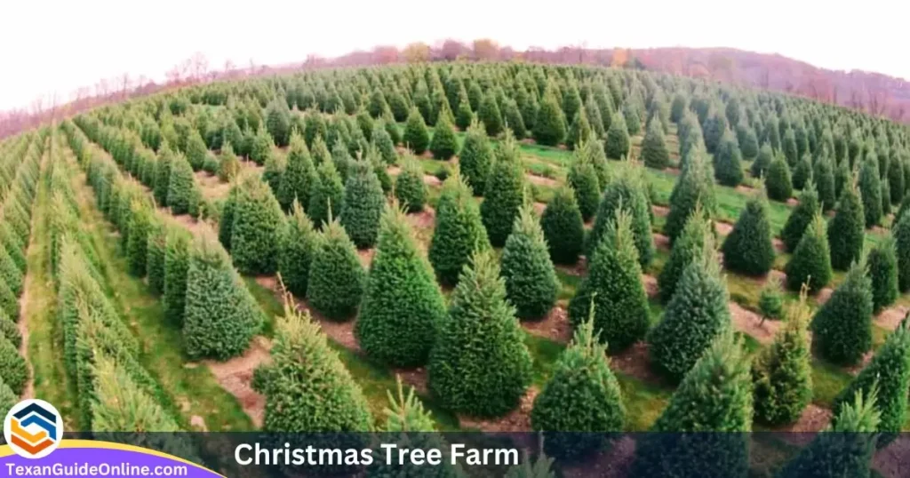 Visit a Christmas Tree Farm in San Antonio